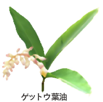ゲットウ葉油